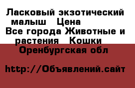 Ласковый экзотический малыш › Цена ­ 25 000 - Все города Животные и растения » Кошки   . Оренбургская обл.